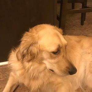 Meet your Posher, Abby